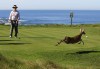 ORG XMIT: 107632746 PEBBLE BEACH, CA - FEBRUARY 11: Actor Bill Murray watches a deer cross the tee box on the 3rd hole at the AT&T Pebble Beach National Pro-Am- Round Two at the Spyglass golf club on February 11, 2011 in Pebble Beach, California. (Photo by Jed Jacobsohn/Getty Images) ORIG FILE ID: 107632746JJ001_AT_T_PEBBLE_