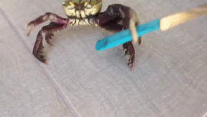 sword-fighter-crab.gif