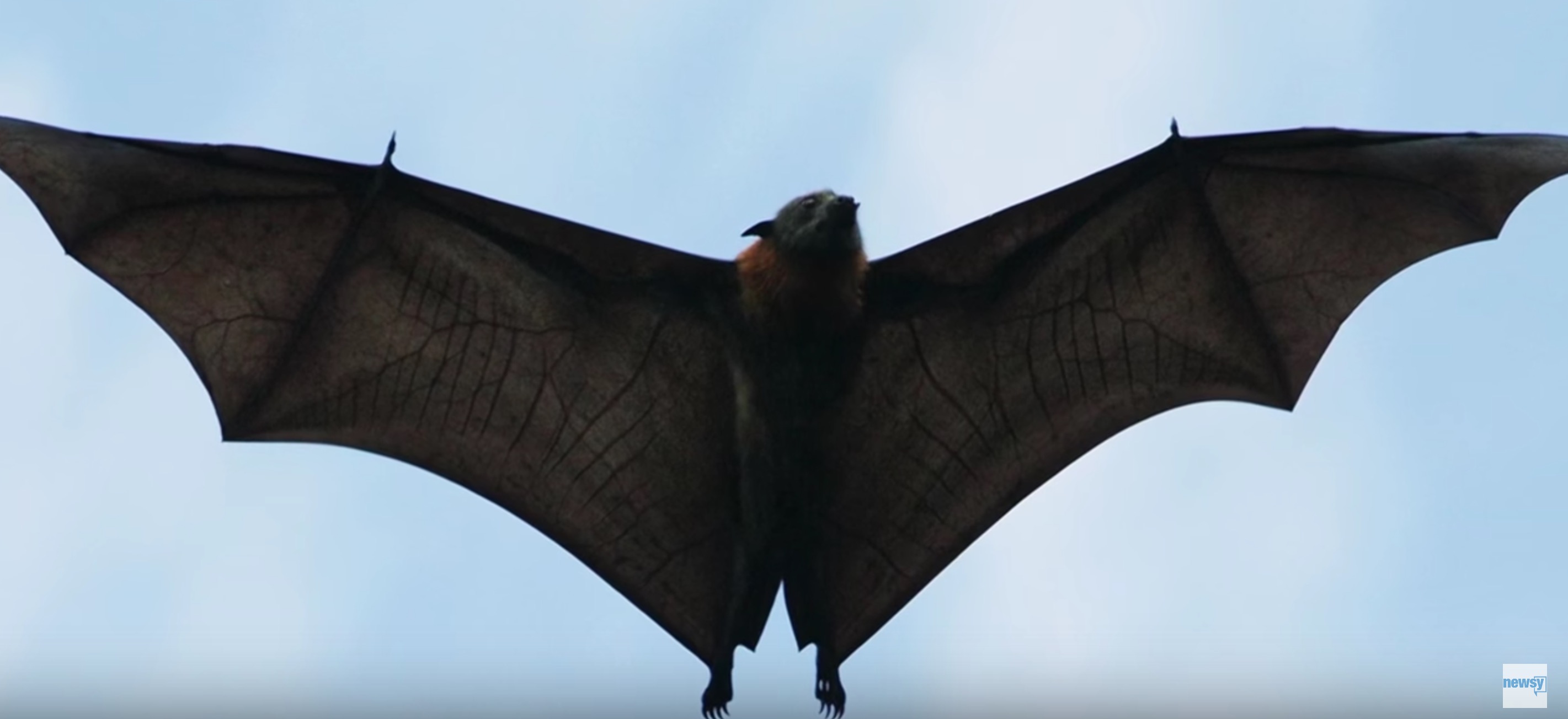 Giant Australian Bat
