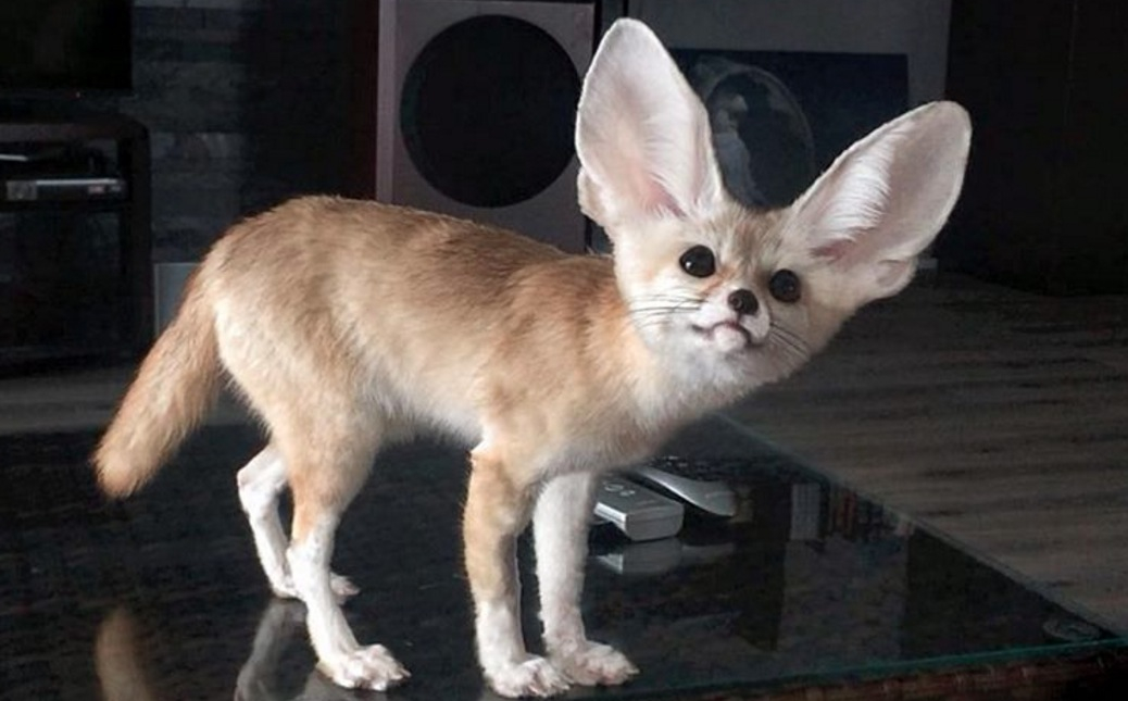 Somebody in Russia discovered an actual Harry Potter animal | For The Win