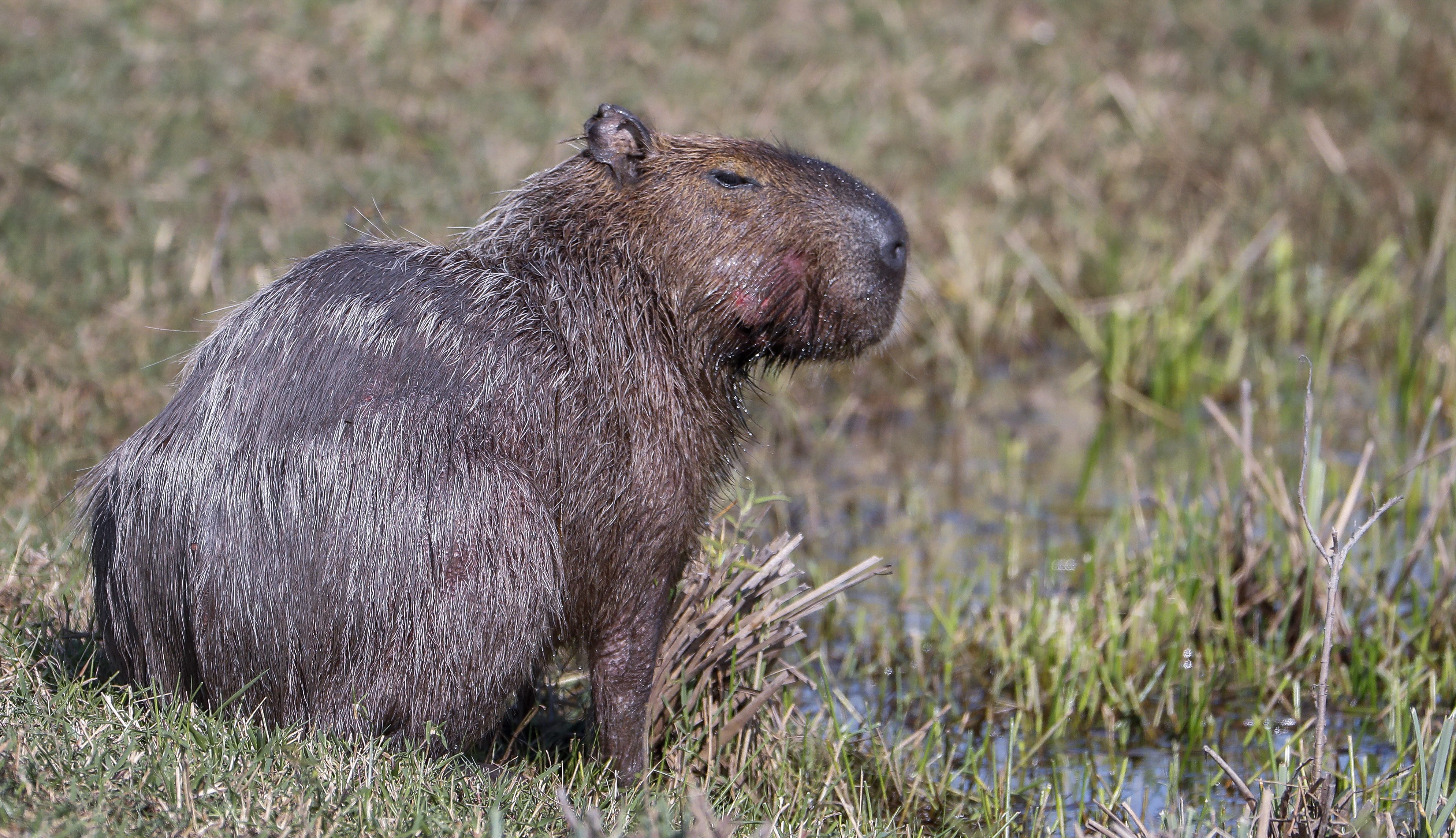 11 pictures of capybaras straight chillin on the Olympic golf course ...