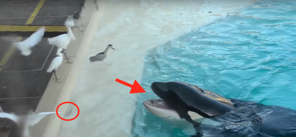 Ingenious orca uses a fish to lure in a bird (and it worked) | For The Win