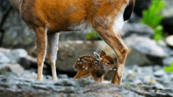 23 cute animal GIFs that you desperately need right now | For The Win