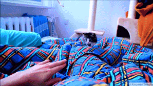 23 cute animal GIFs that you desperately need right now