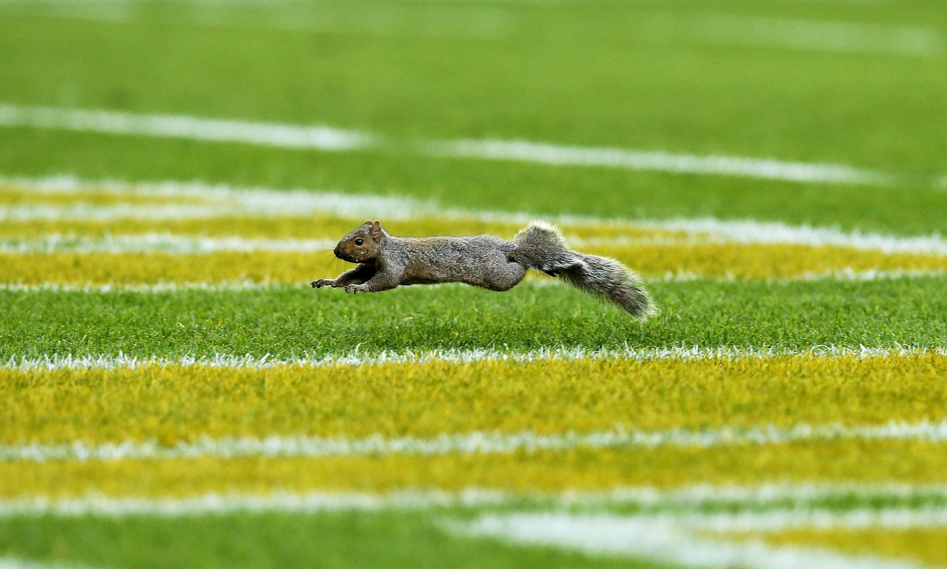 Белка футбол. Squirrel Football Pitch. Moving of Squirrels fields.. Squirrel Football gap.