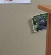 Does Michigan coach Jim Harbaugh have a Harambe photo in his office?