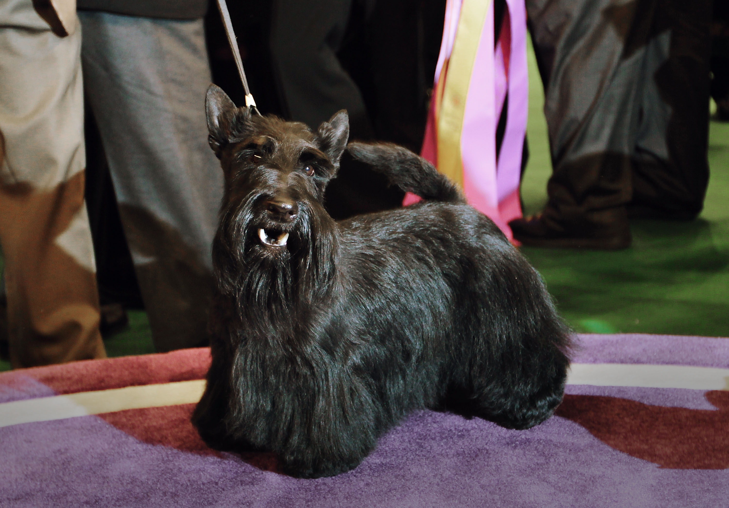 NEW YORK - FEBRUARY 16: Sadie, a Scottish Terrier, won Best in Show at the Westminster Kennel Club Dog Show February 16, 2010 in New York City. The 134th Westminster Kennel Club Dog Show is taking place at New York's Madison Square Garden, and dog breeders from around the country and world have flown in to take part. (Photo by Chris Hondros/Getty Images) ORG XMIT: 95916557 GTY ID: 16557CH029_MADISON_SQUAR