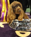 Stump the Sussex Spaniel stands with his trophy after winning "Best In Show" during the 2009 133rd Westminster Kennel Club dog show at Madison Square Garden in New York February 10, 2009. AFP PHOTO / TIMOTHY A. CLARY (Photo credit should read TIMOTHY A. CLARY/AFP/Getty Images) ORG XMIT: 84693184