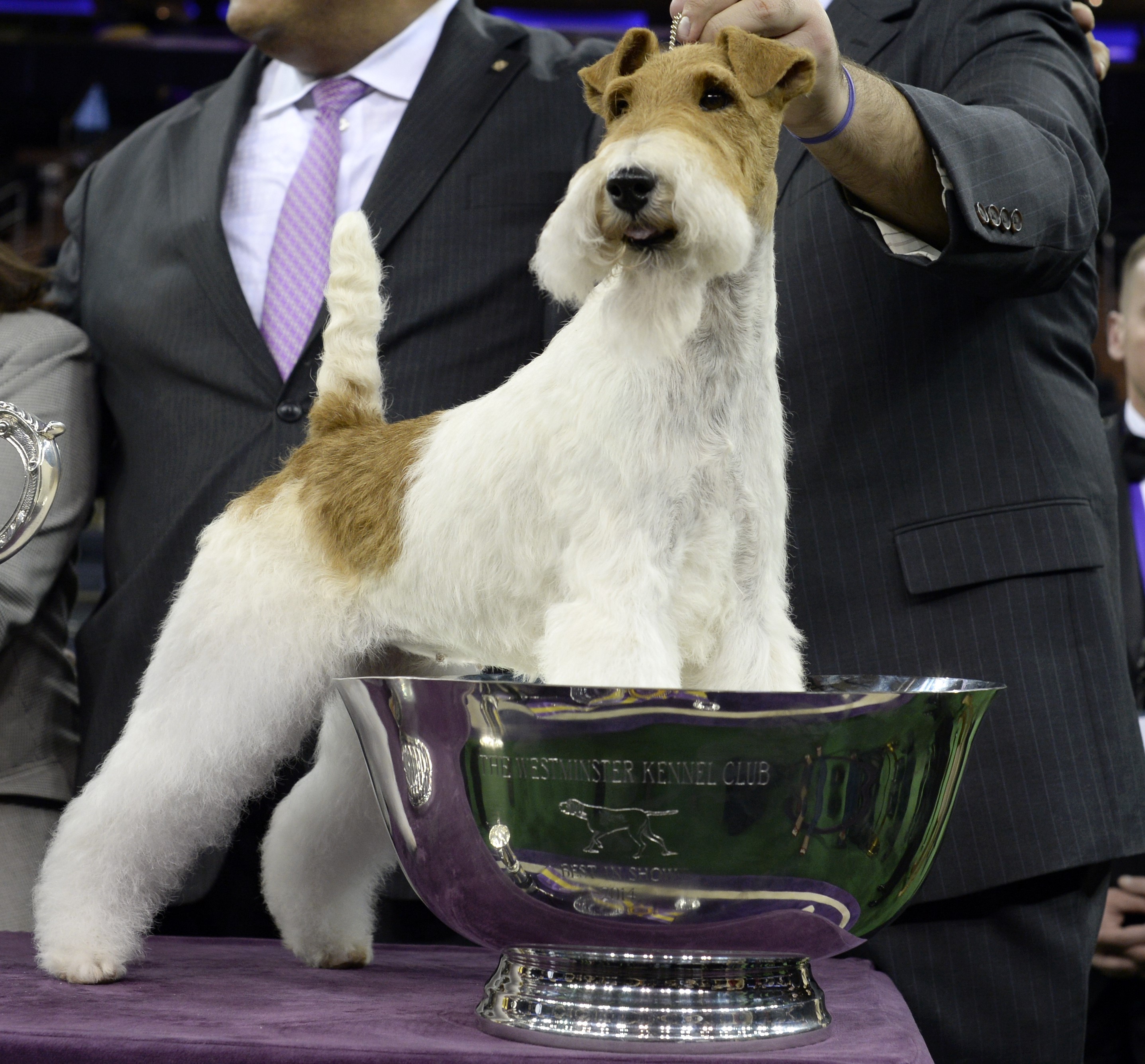 A wire fox terrier named Sky wins "best in show" of the 138th Annual Westminster Kennel Club Dog Show February 11, 2014 at Madison Square Garden. The Westminster Kennel Club Dog Show is a two-day, all-breed benched show that takes place at both Pier 92 & 94 and at Madison Square Garden in New York City . AFP PHOTO / Timothy A. ClaryTIMOTHY A. CLARY/AFP/Getty Images ORG XMIT: 468778841 ORIG FILE ID: 526957427