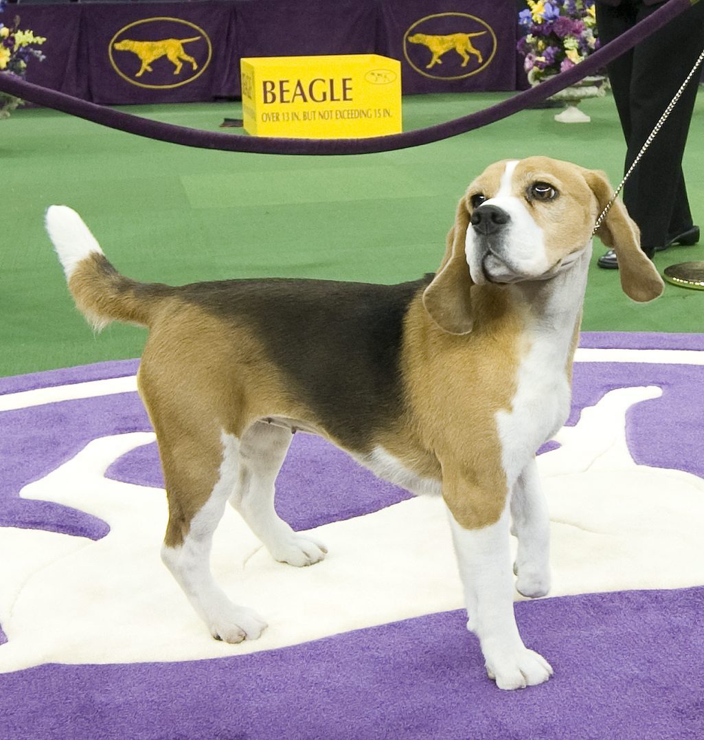 epa04624883 Best in Show winner Miss P, a Canadian Beagle stands in the winners circle at the 139th Westminster Kennel Club Dog Show in New York, New York, USA, 17 February 2015. The annual dog show, which features dogs from all over the United States and around the world, is taking place on 16 and 17 February 2015. EPA/STEPHEN CHERNIN ORG XMIT: S