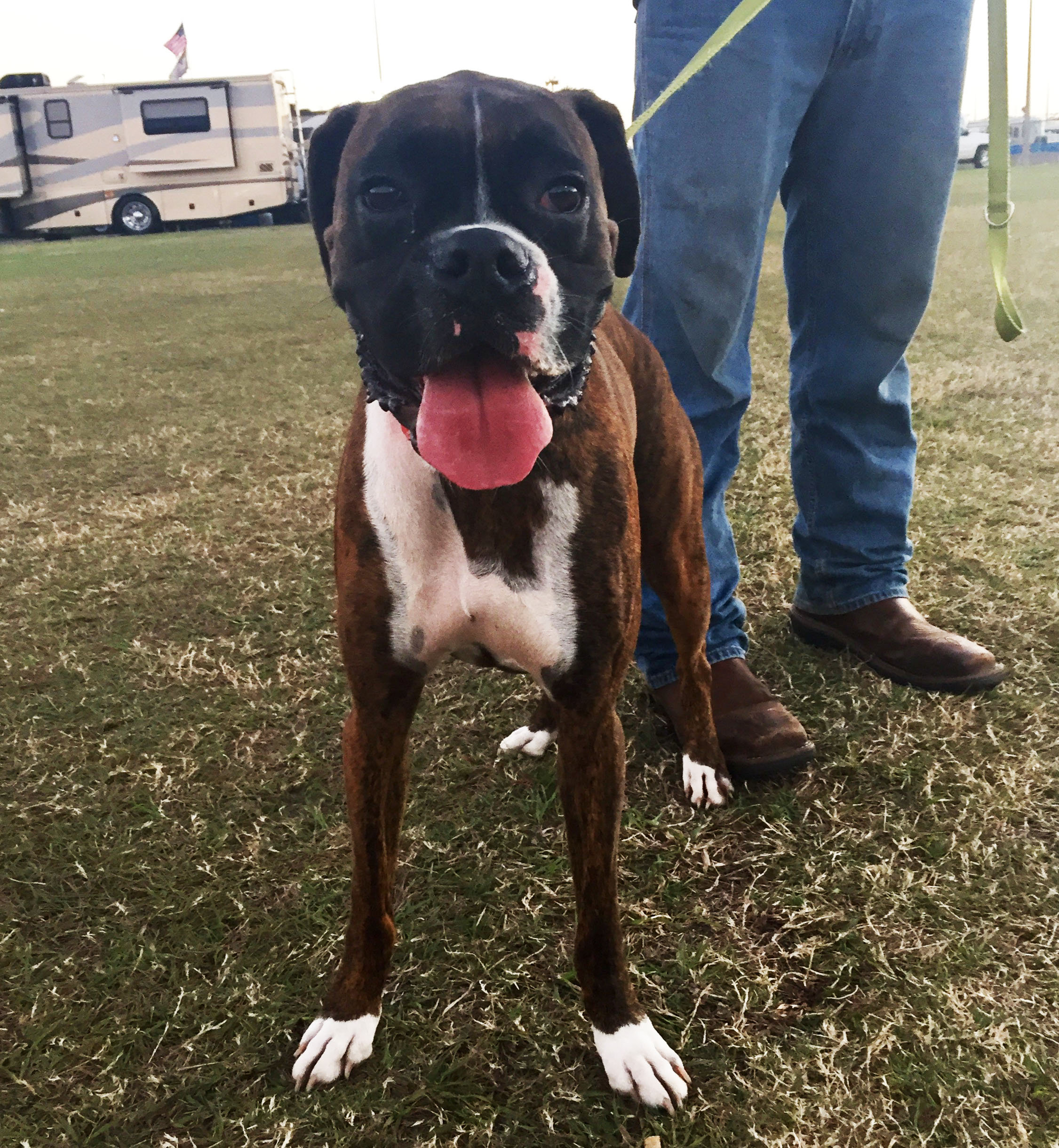 Dogs of Daytona: Meet some of the most adorable NASCAR pups | For The Win