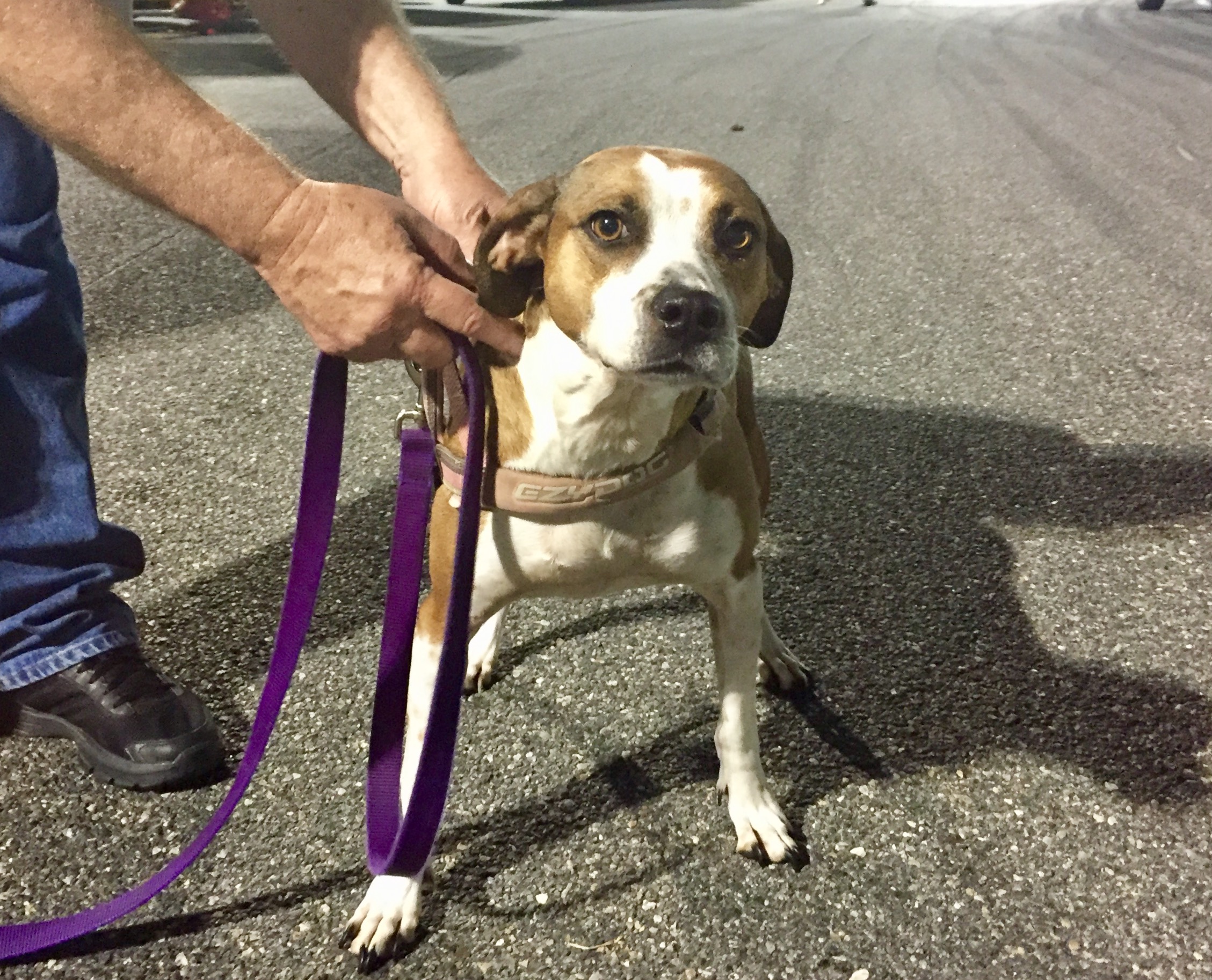 Craigslist Daytona Pets - pt0cg3p