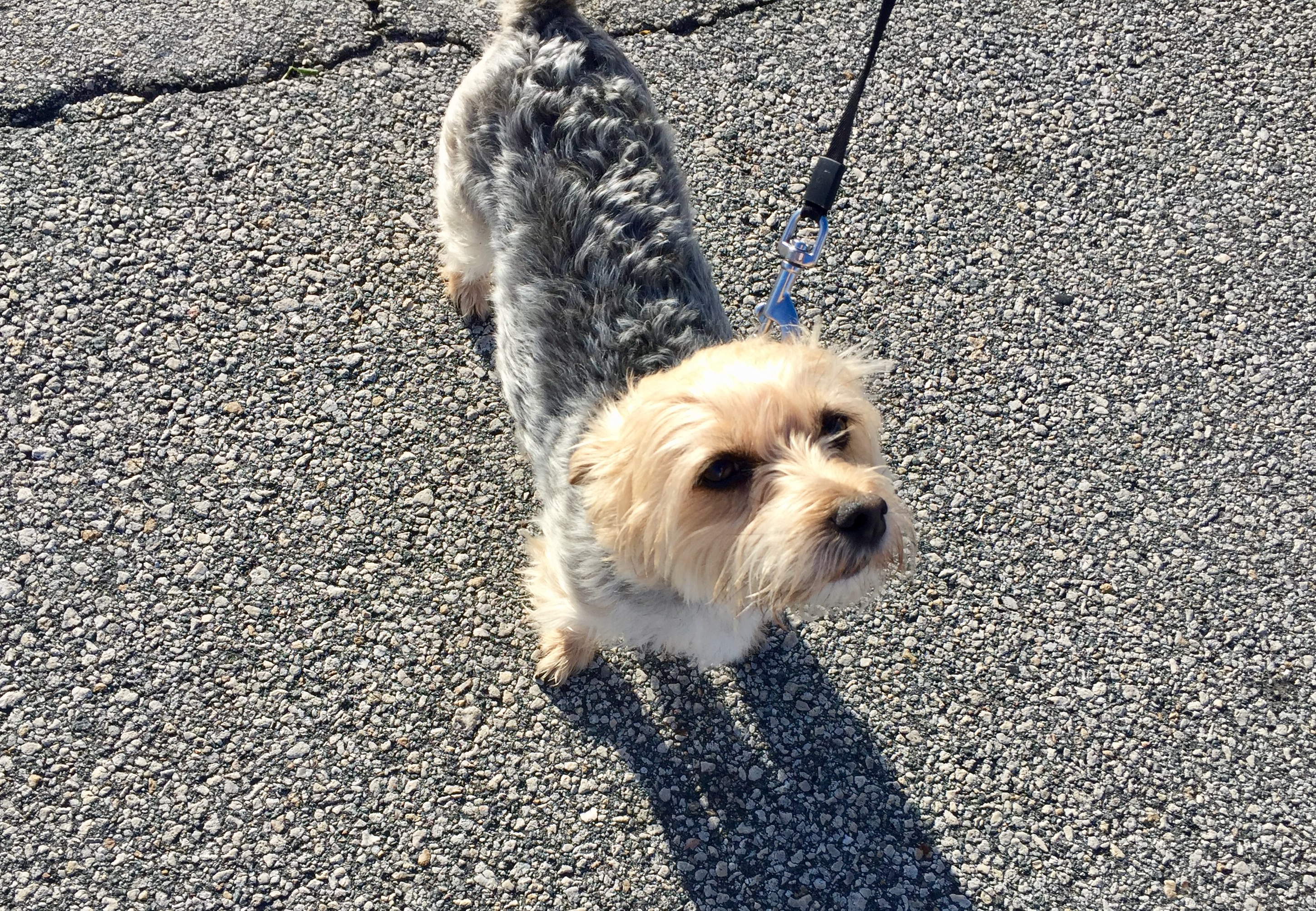 Dogs of Daytona: Meet some of the most adorable NASCAR pups | For The Win