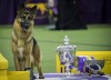 NEW YORK, NY - FEBRUARY 14: Rumor the German Shepherd and handler Kent Boyles pose for photos after winning Best In Show at the Westminster Kennel Club Dog Show at Madison Square Garden, February 14, 2017 in New York City. There are 2874 dogs entered in this show with a total entry of 2908 in 200 different breeds or varieties, including 23 obedience entries. (Photo by Drew Angerer/Getty Images) ORG XMIT: 694572469 ORIG FILE ID: 635360500