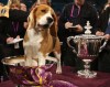 Aaron Wilkerson puts Uno the Beagle in his cup after winning Best in Show at the 132nd Westminster Kennel Club Annual Dog Show at Madison Square Garden February 12, 2008 in New York City. The dog show,established in 1877, is America's oldest organization dedicated to the sport of purebred dogs. AFP PHOTO / Timothy A. CLARY (Photo credit should read TIMOTHY A. CLARY/AFP/Getty Images) ORG XMIT: 79377687