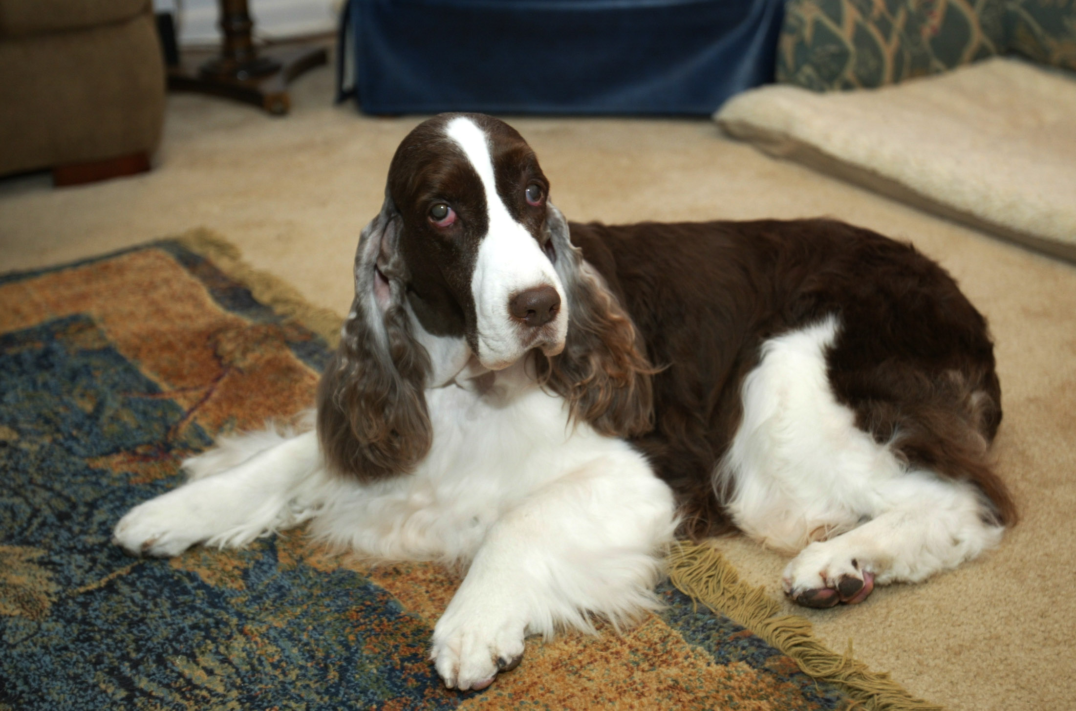 1/5/2004 -- Newark, Del. -- Samantha, an English Springer Spaniel, won Best in Show at the 2000 Westminster dog show. Today, at 9 years old, she is enjoying a quiet retirement.