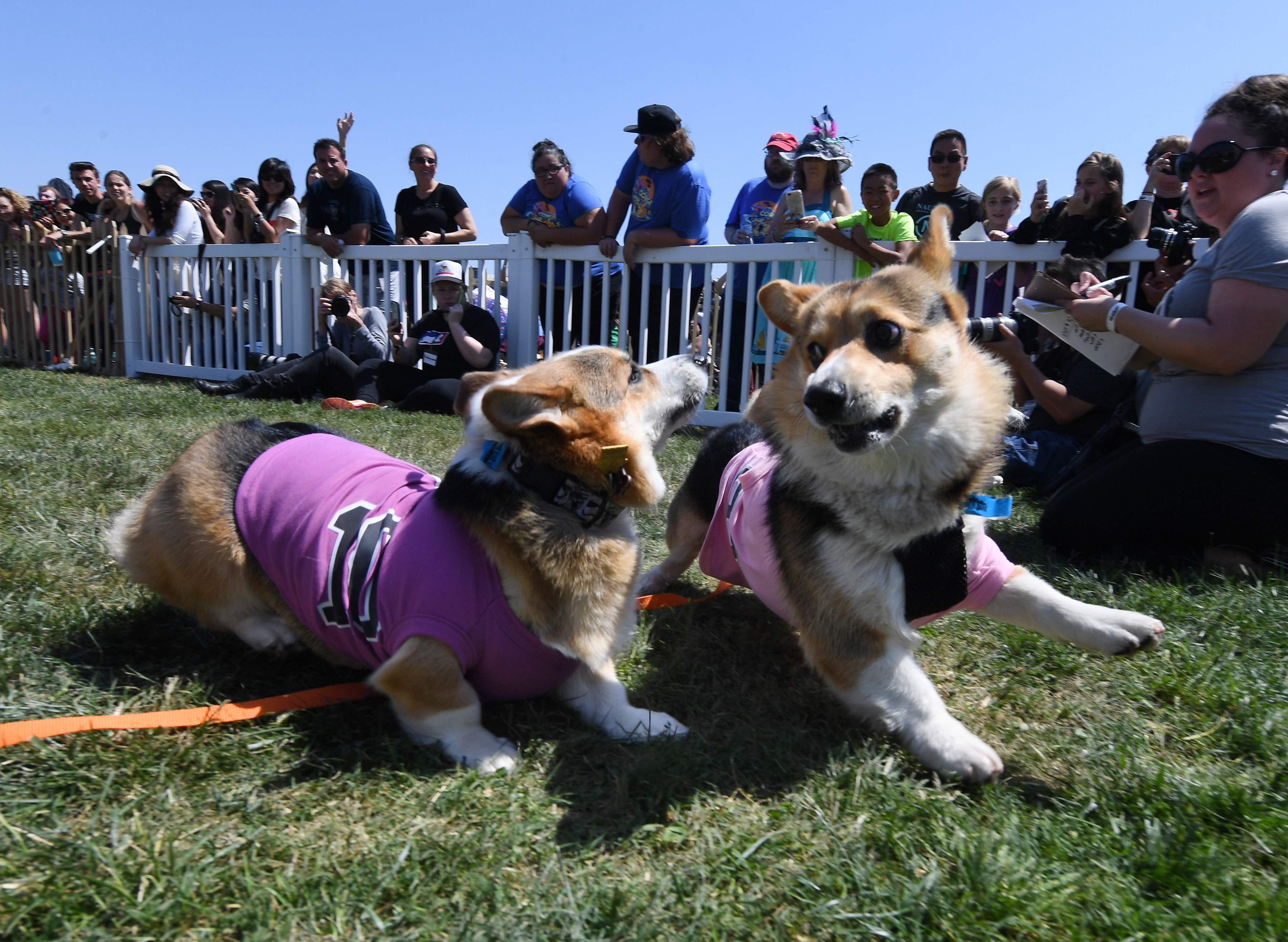 Corgi racing: Which fluffy pup will be champ at Santa Anita?