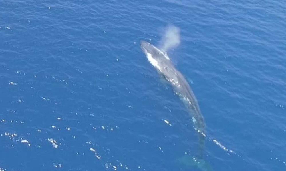 Blue whale sighting off Israel, in Red Sea, might be unprecedented ...