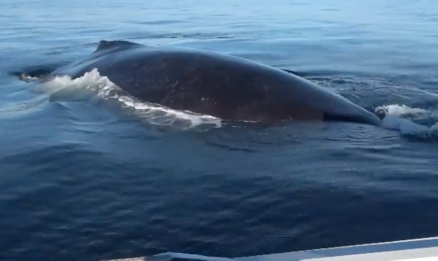 Humpback whale cracks boat window during unsettling encounter caught on ...