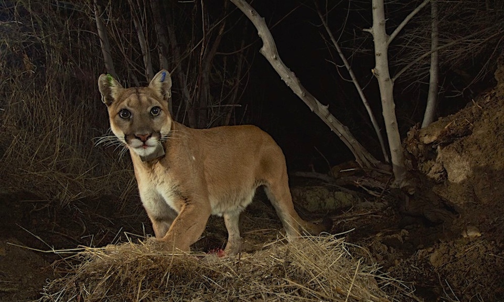 Trackers say at least 8 mountain lions survived Southern California ...