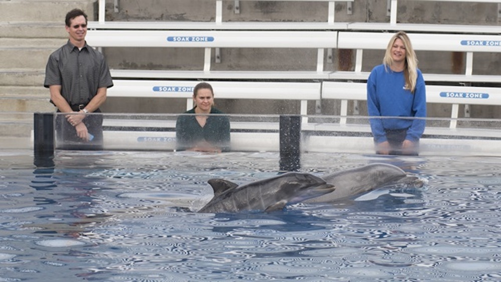 SeaWorld celebrates birth of bottlenose dolphin | For The Win