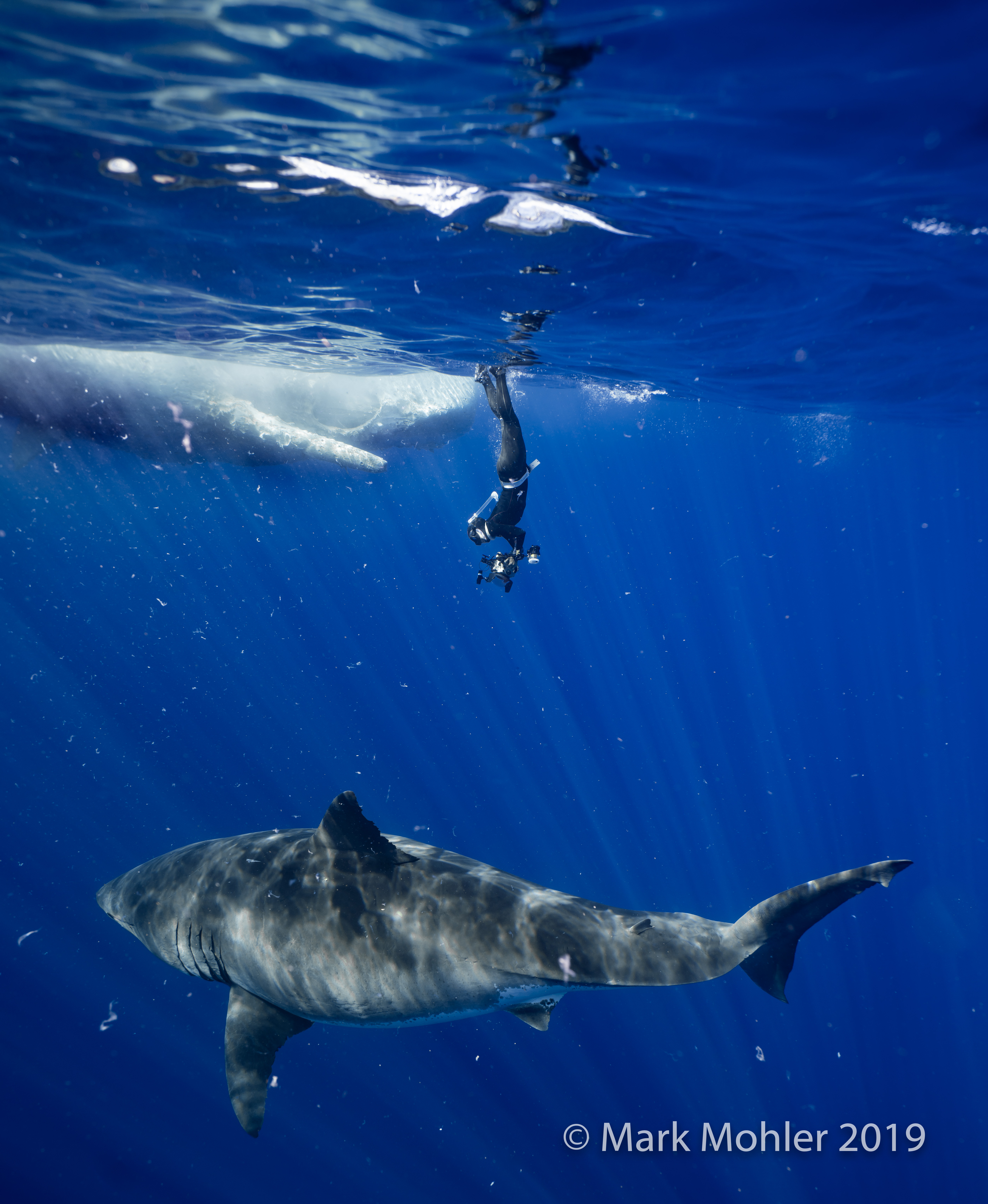 deep blue shark in hawaii