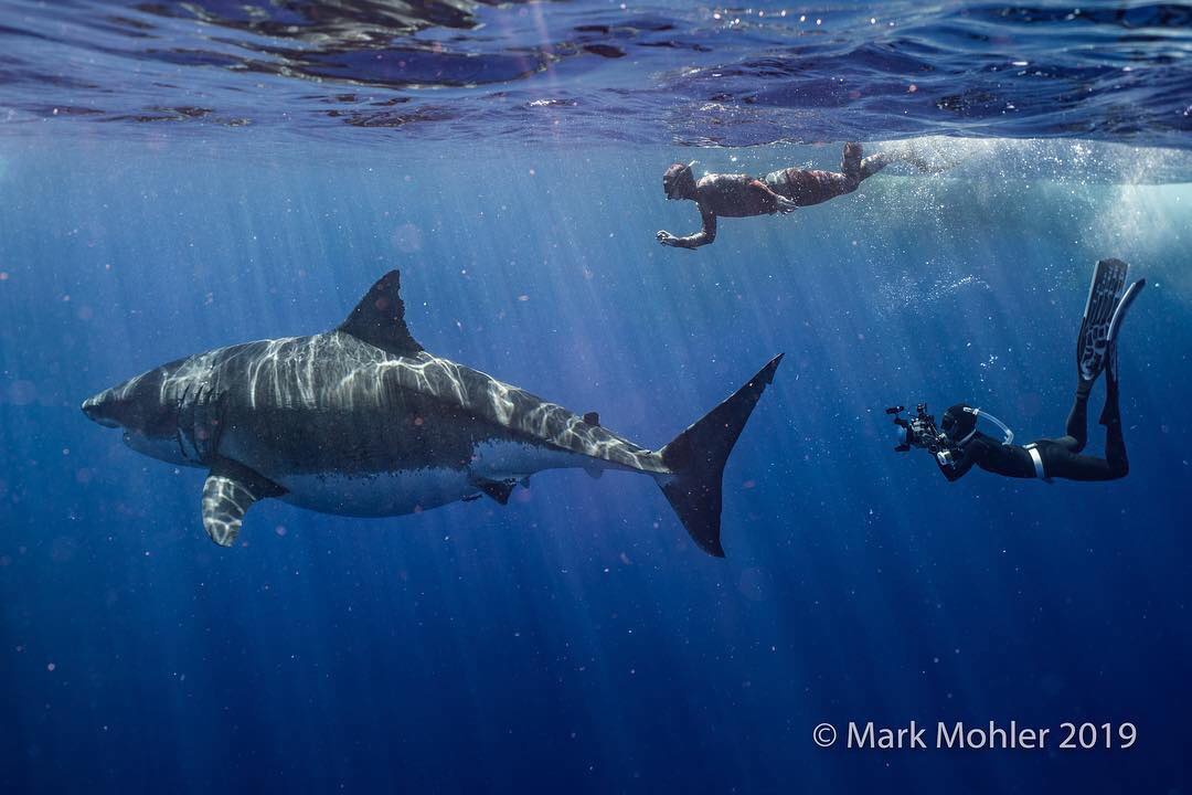 deep blue shark hawaii