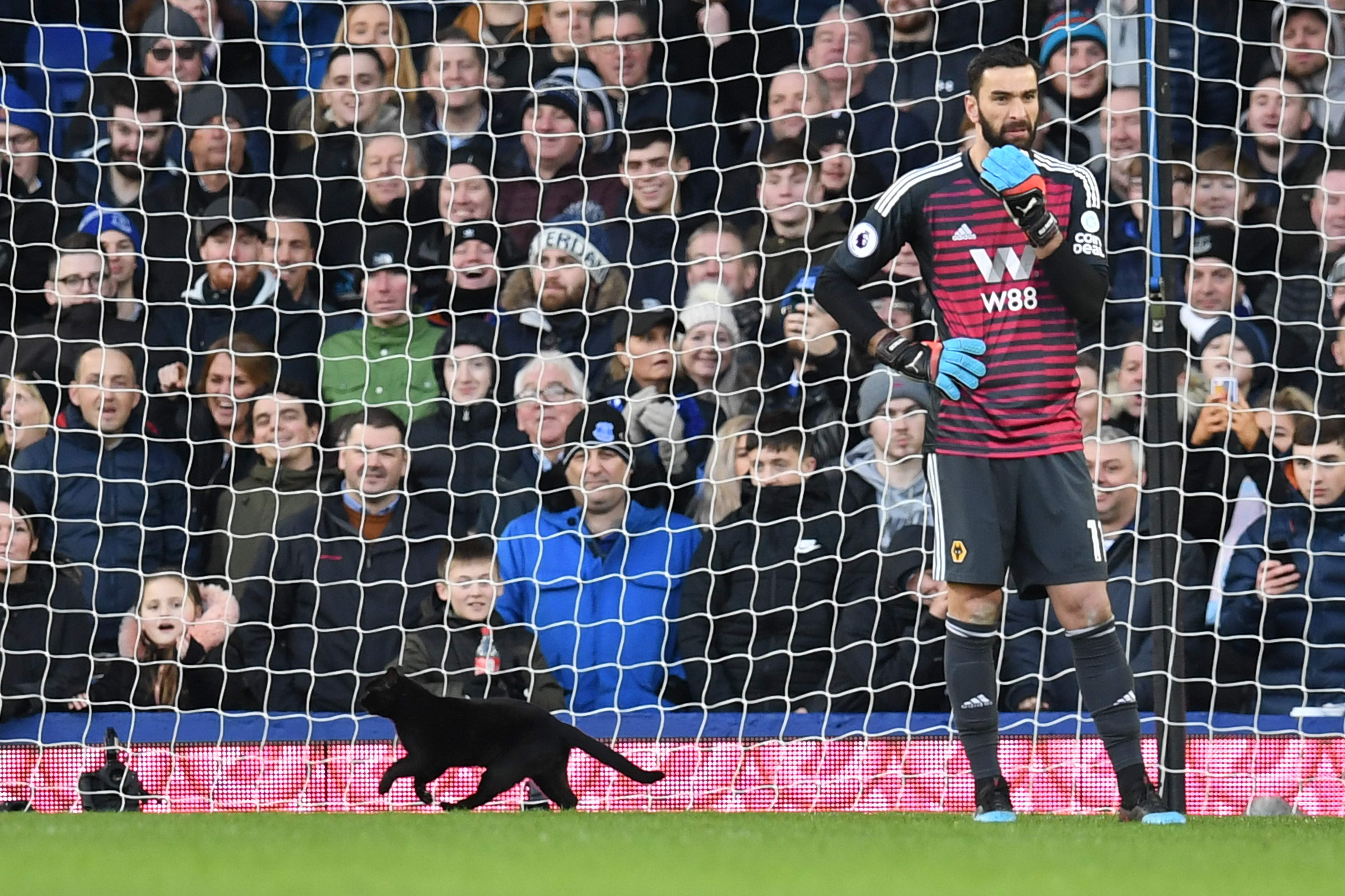 Premier League Black cat invades Everton Wolverhampton Wanderers game