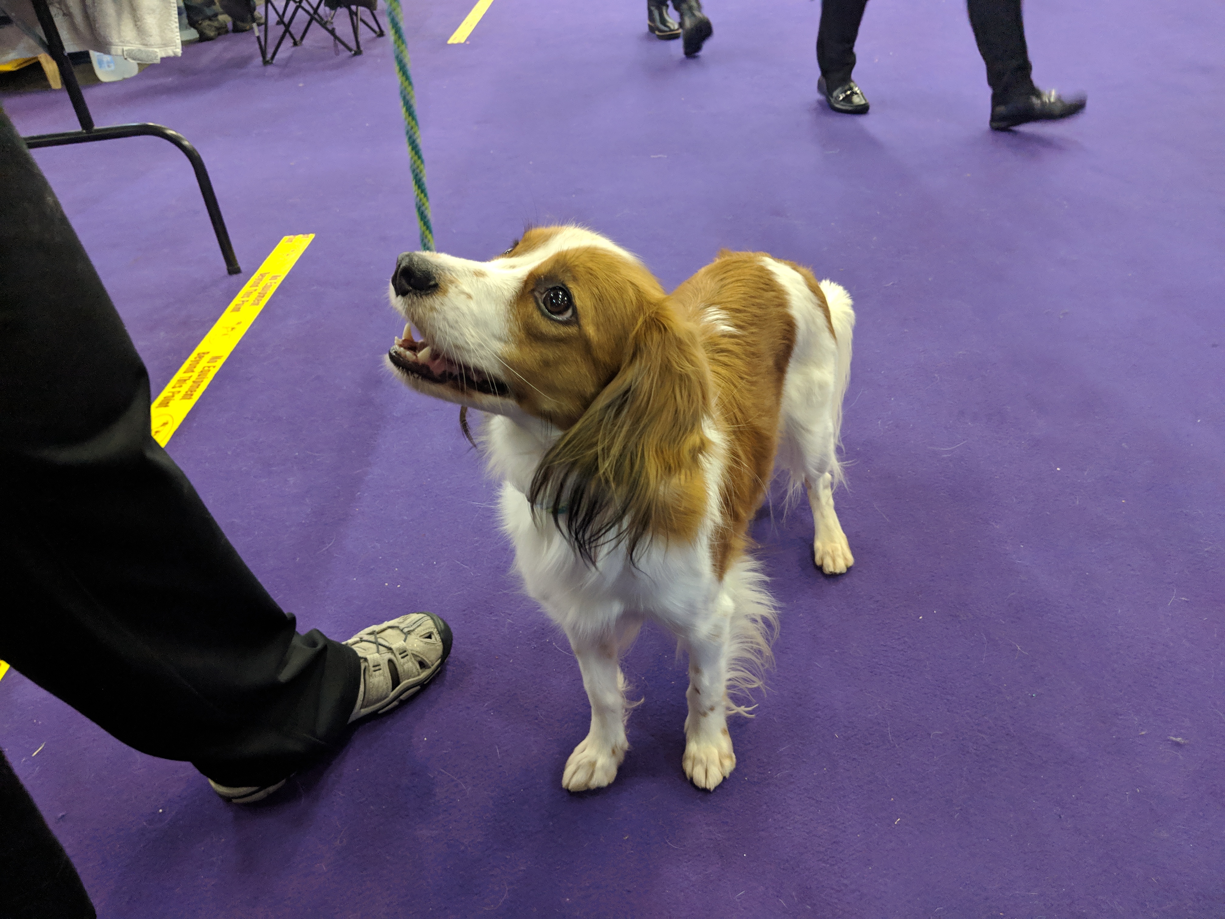 Kaliber Plenaire sessie Vegen Westminster dog show: New breed Nederlandse Kooikerhondje has history