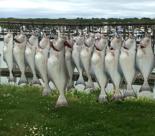 Halibut poachers sentenced to jail, banned from boats