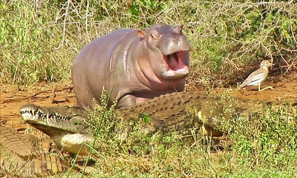 Cute baby hippo acting tough gets its comeuppance