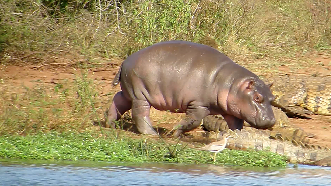 Cute baby hippo acting tough gets its comeuppance