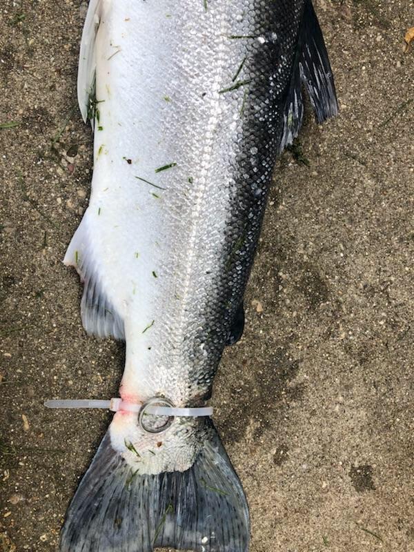 Mystery of fish caught with wedding ring attached solved