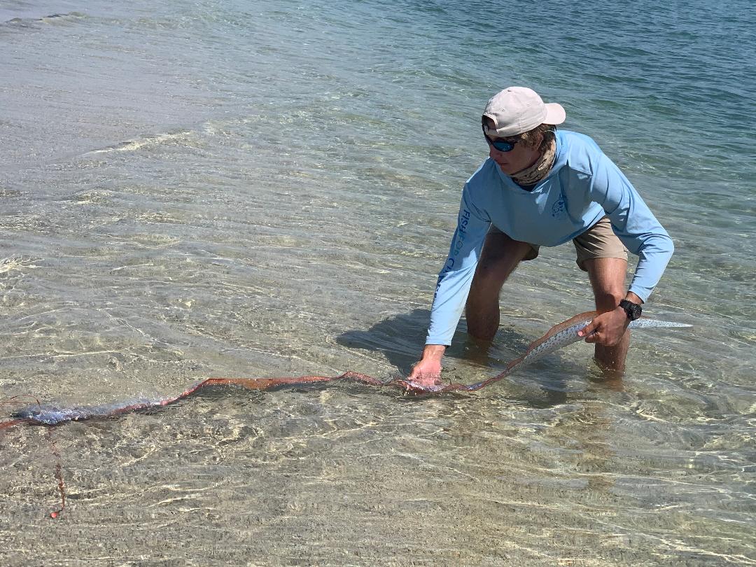 Angler revives exotic sea creature in rare encounter