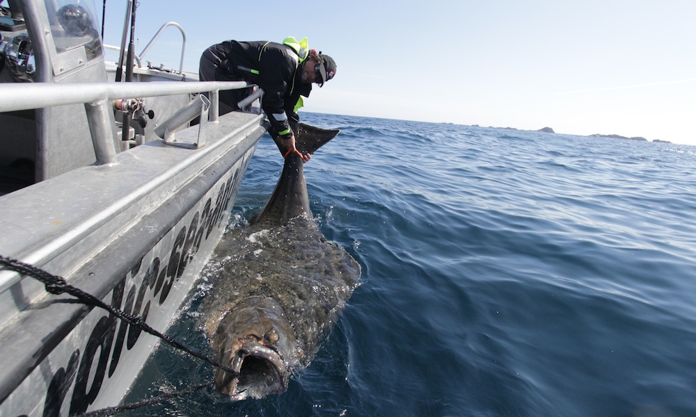 Angler defies odds, lands enormous halibut