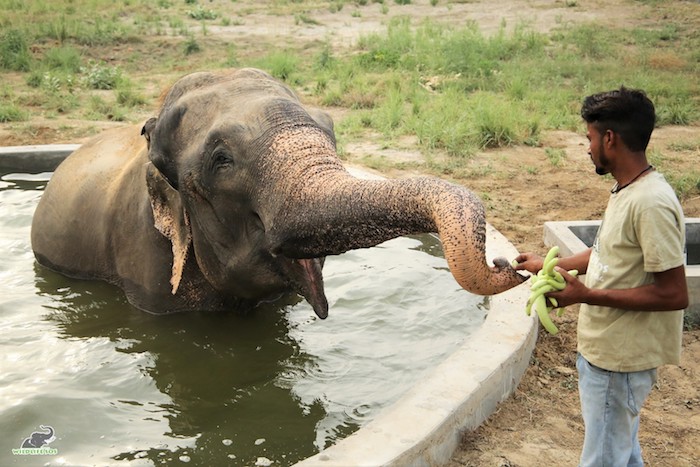 Elephant that cried when rescued celebrates freedom