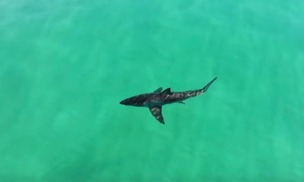 Great white shark swims dangerously close to surfers