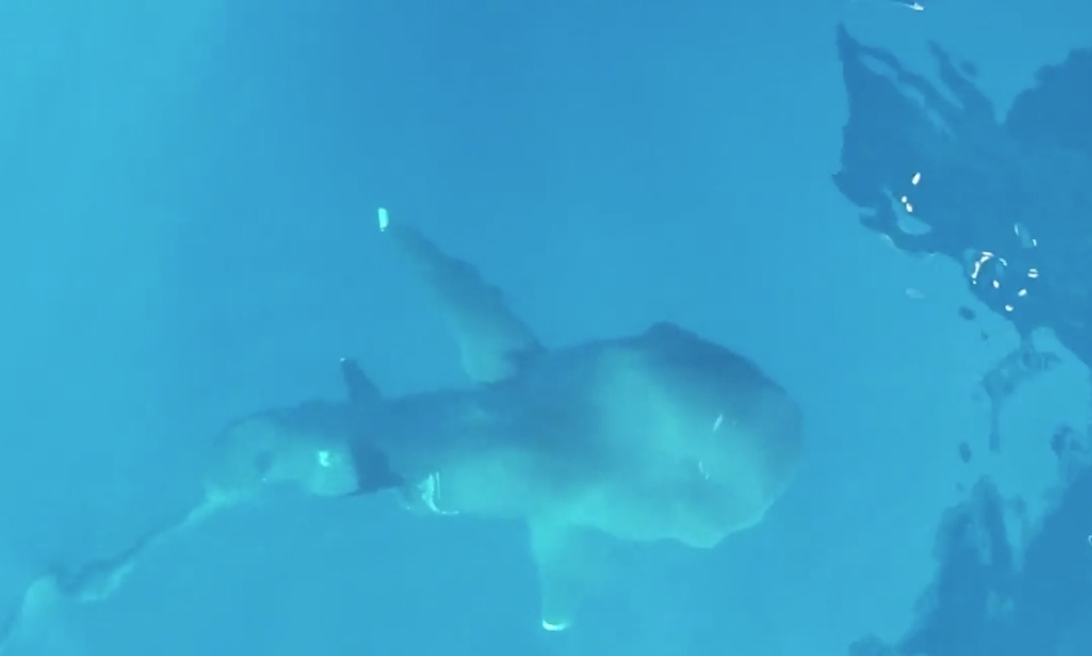 Rare megamouth shark encounter caught on video