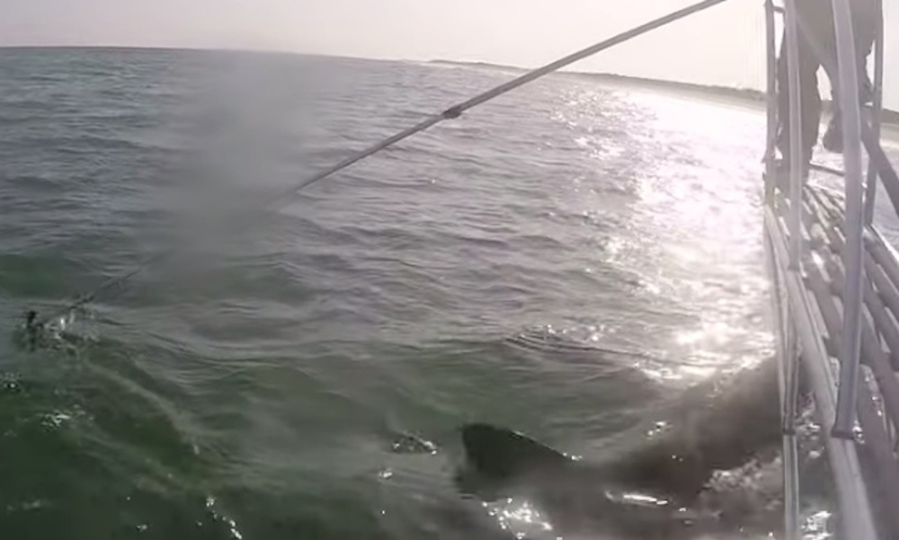 Great white shark breach catches scientist by surprise