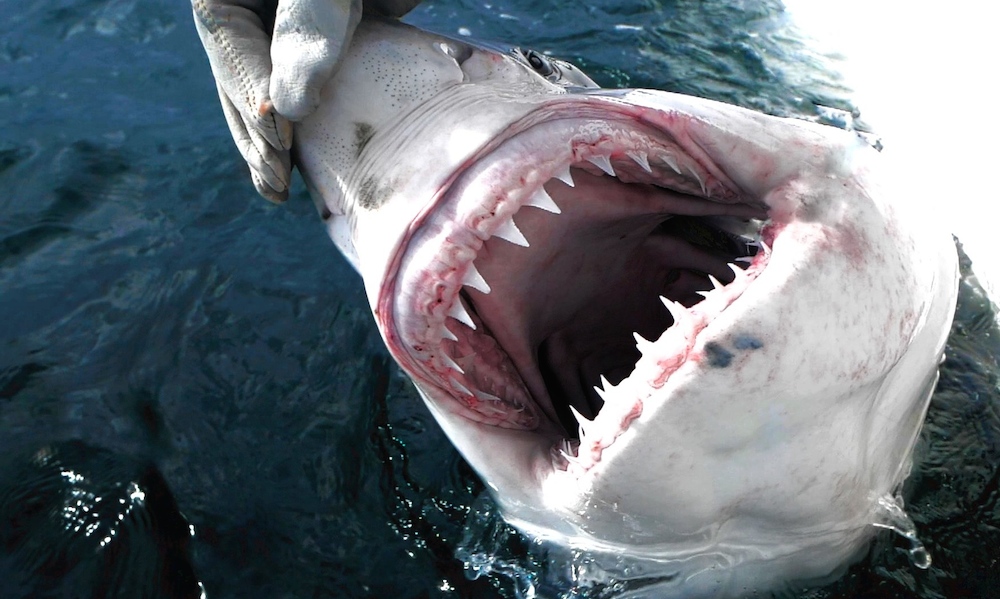 Great white sharks show off Hilton Head; first catch is ‘perfect’