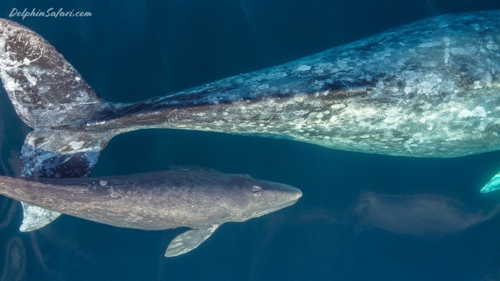 Baby Gray Whale