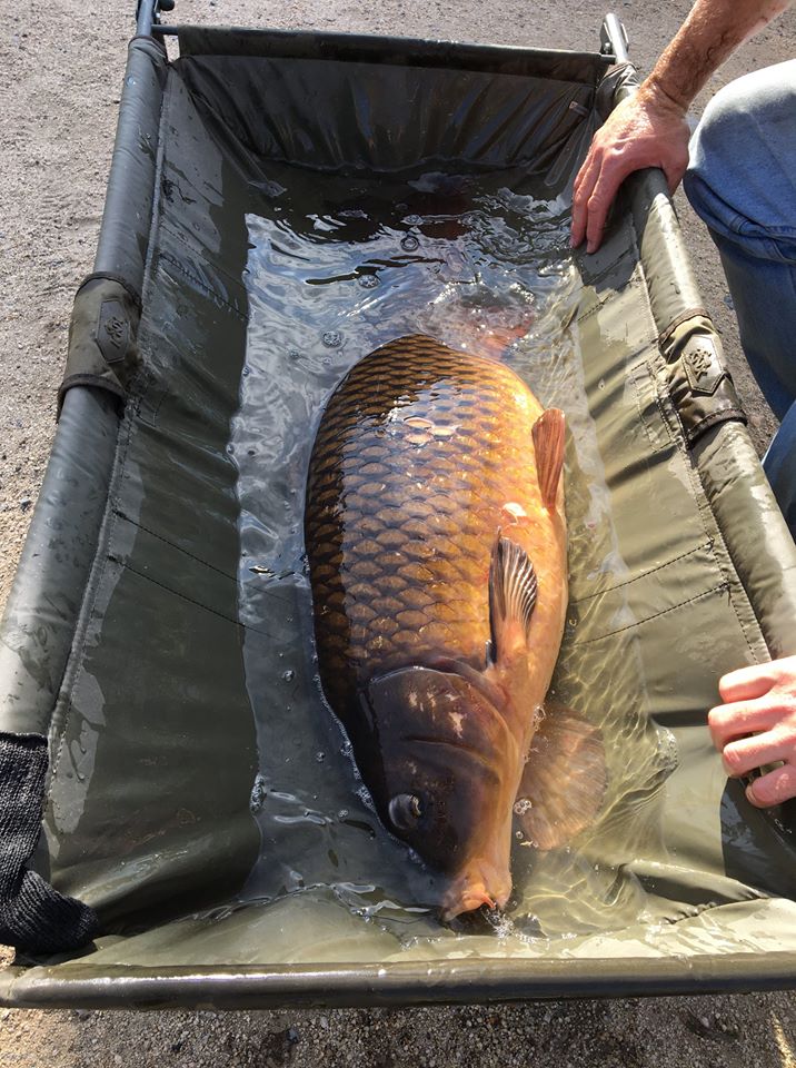 https://wp.usatodaysports.com/wp-content/uploads/sites/90/2020/03/carp3.jpg