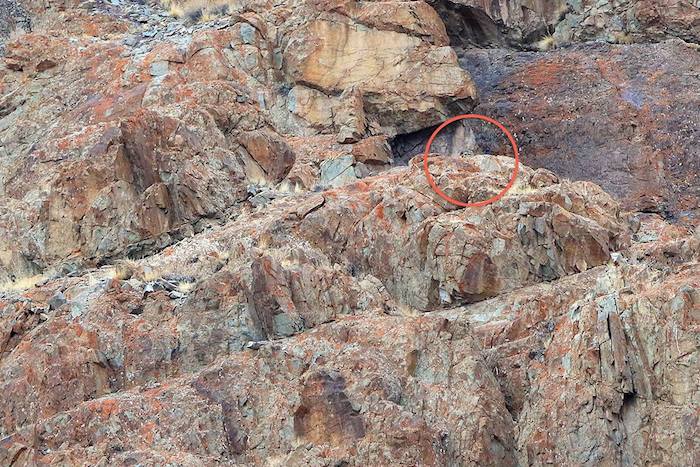 snow leopard camouflage