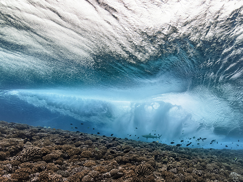 Underwater ‘outer space’ photo is a rare award winner