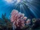Underwater ‘outer space’ photo is a rare award winner
