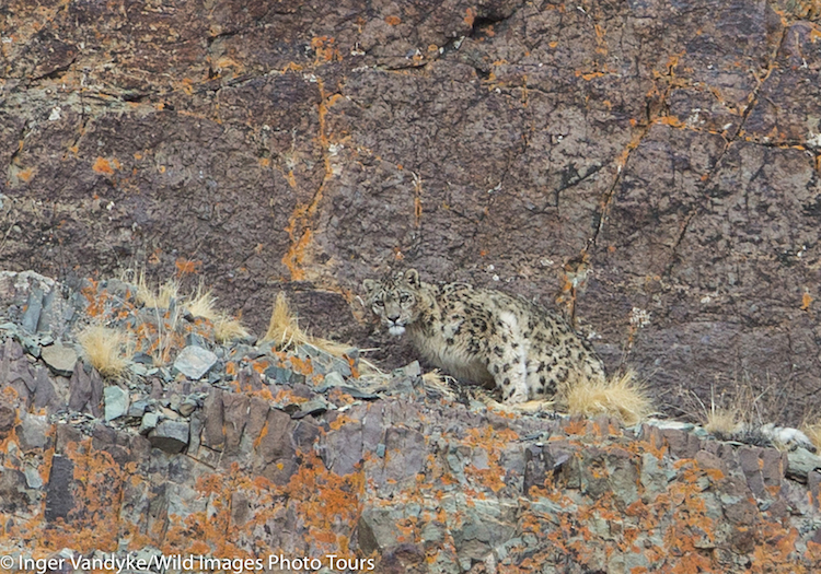 Masters Of Camouflage Can You Spot The Snow Leopards