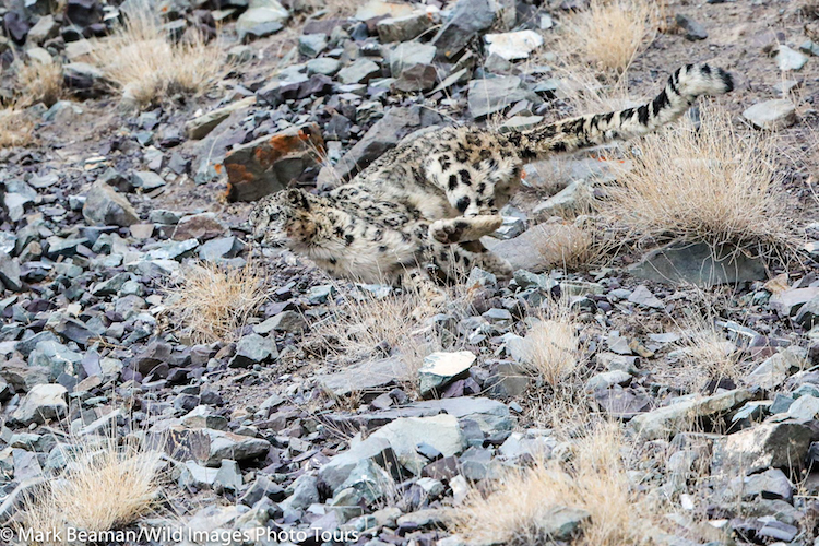 Masters of camouflage: Can you spot the snow leopards