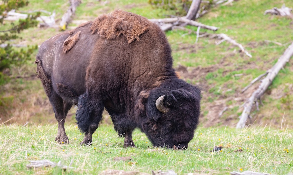 Yellowstone tourist acting foolishly is gored by bison