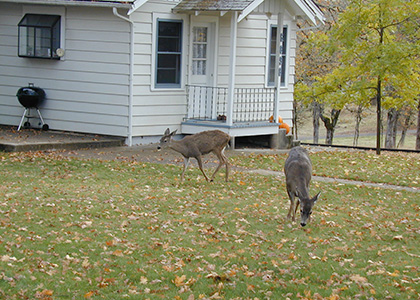 deer3 ashland medford encountering deer1