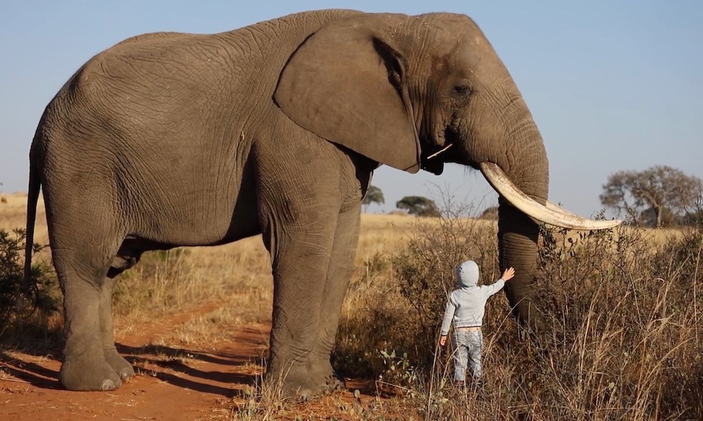 African Bush Elephant Next To Person